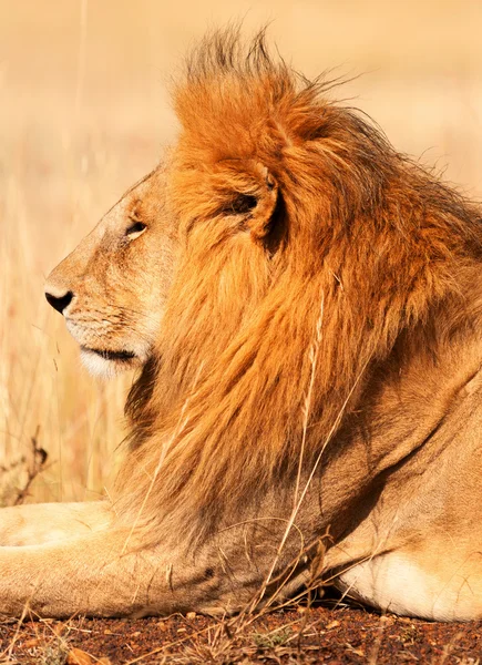 León macho en Masai Mara —  Fotos de Stock