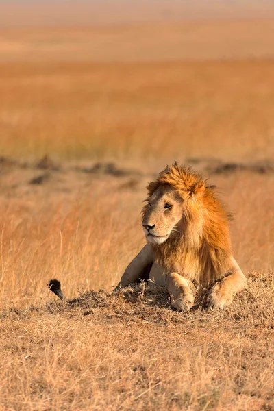 Muž Lev v Masai Mara — Stock fotografie