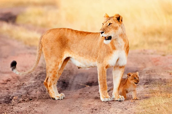 Leão fêmea com filhotes em Masai Mara — Fotografia de Stock