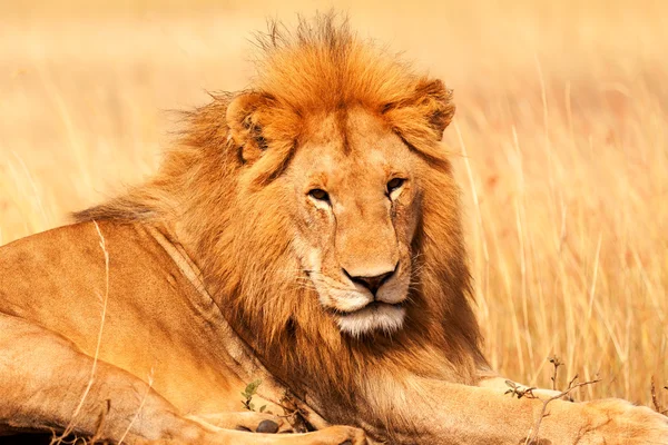 Leão macho em Masai Mara — Fotografia de Stock