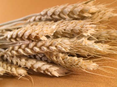 Altın kuru buğday kulaklar