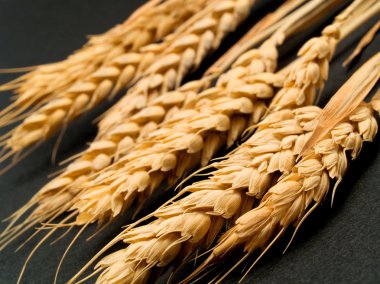 Ham buğday yakın çekim