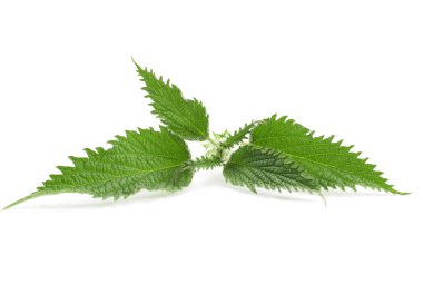 Green nettle isolated on white clipart