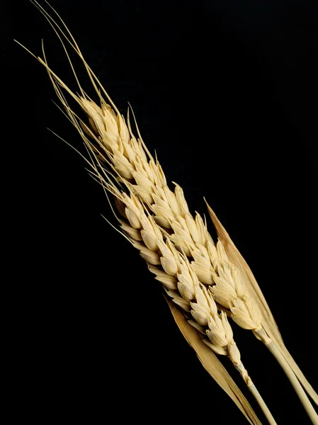 Surowy pszenicy z bliska — Zdjęcie stockowe