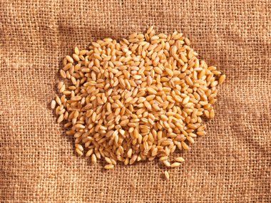 Buğday taneleri üzerinde çuval bezi