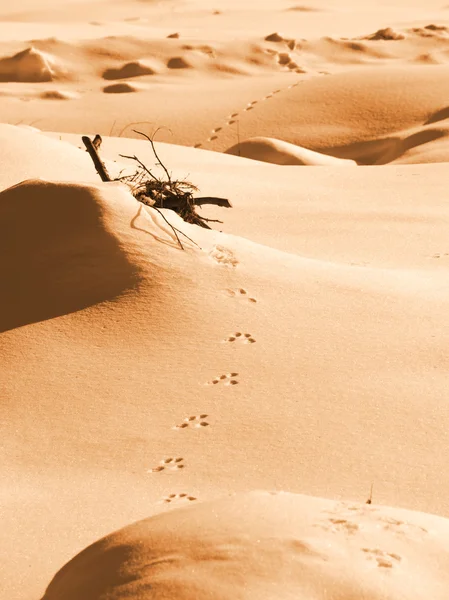 Písečné duny pozadí — Stock fotografie