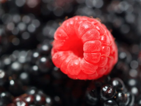 Framboise rouge sur mûres — Photo