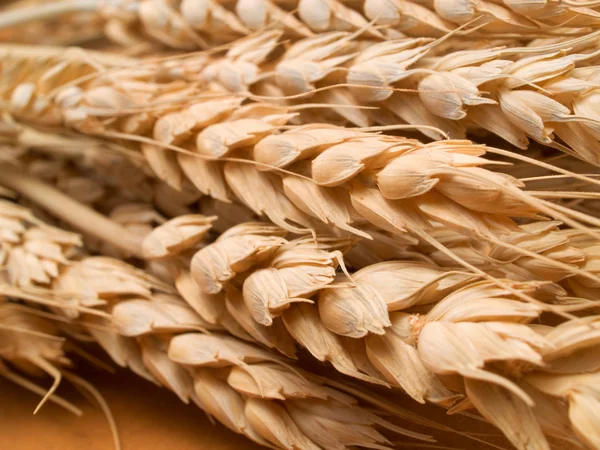 Getrockneter Weizen aus nächster Nähe — Stockfoto