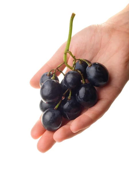 Female hand with grapes — Stock Photo, Image