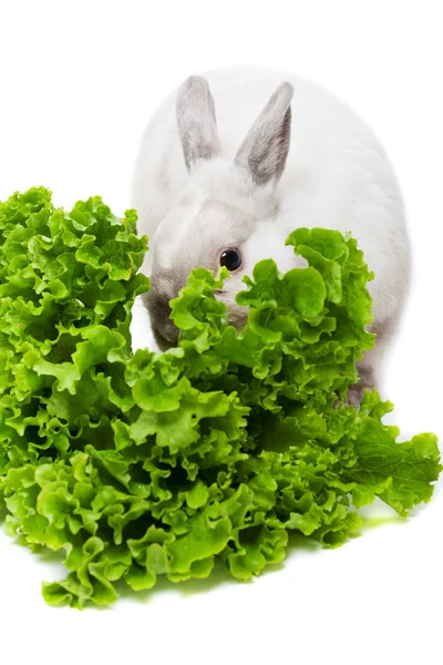 Coelho branco comendo salada verde — Fotografia de Stock