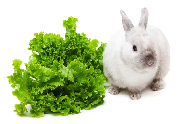 Coelho branco comendo salada verde — Fotografia de Stock