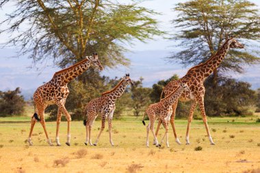 Giraffes in Naivasha park clipart