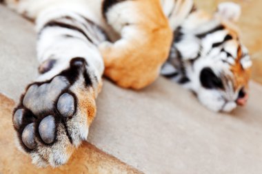 Tayland uyuyan kaplan