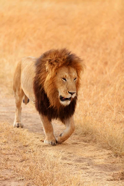 Masai Mara erkek aslan — Stok fotoğraf