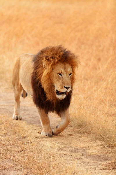 Leão macho em Masai Mara — Fotografia de Stock