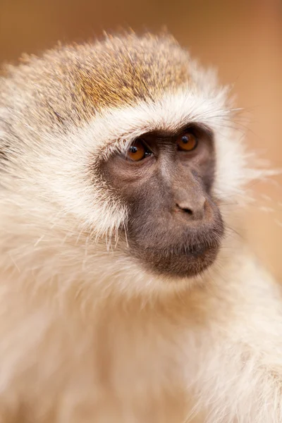 Black face monkey — Stock Photo, Image