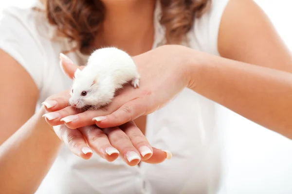 Souris blanche dans les mains féminines — Photo