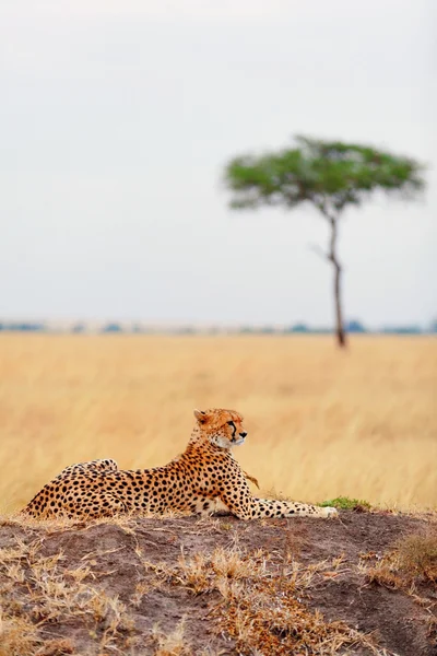 マサイマラ国立保護区で男性チーター — ストック写真