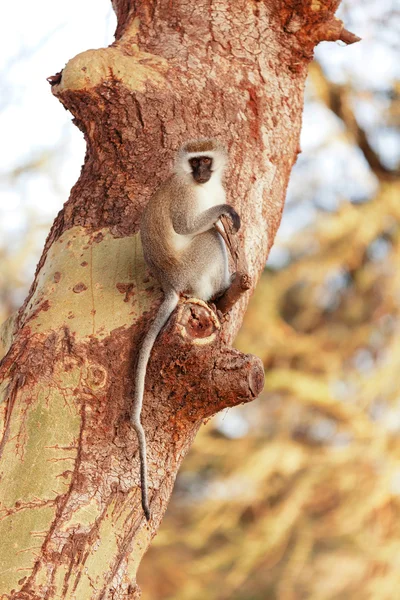 Vervet monkey on tree — Stock Photo, Image