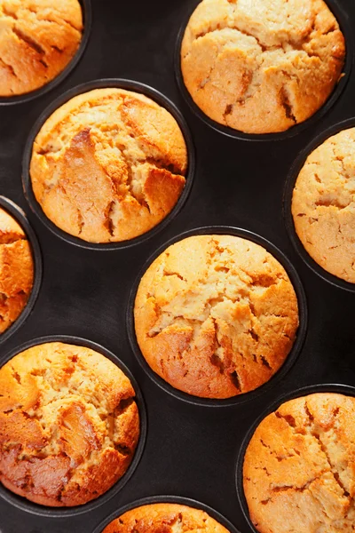 Muffins in bakken schotel — Stockfoto