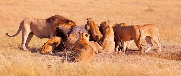 Orgulho de leões comer rezar — Fotografia de Stock