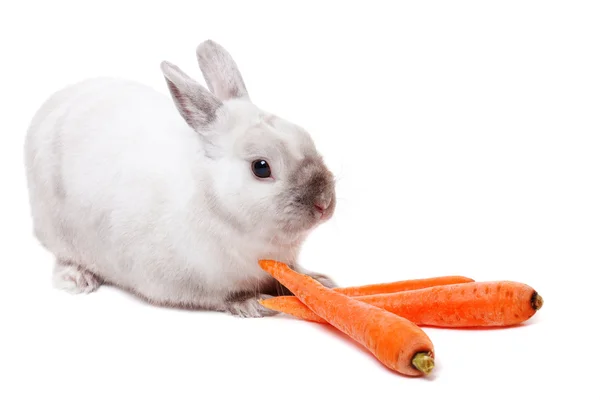 Coniglio bianco con carote — Foto Stock