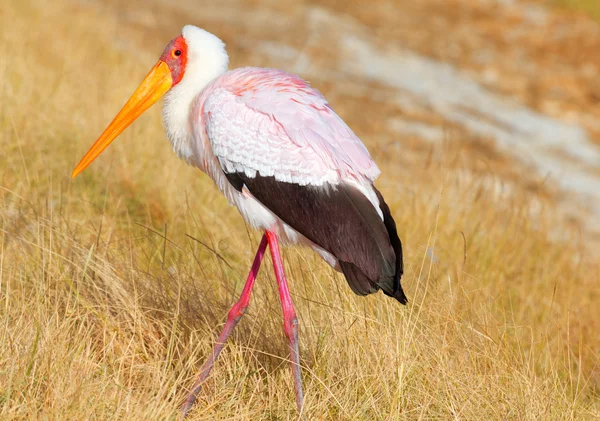 Cegonha-de-bico-amarelado, Lago Nakuru — Fotografia de Stock