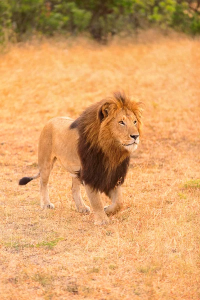 Mannetjes leeuw in Masai Mara — Stockfoto