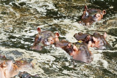 Su aygırı, Masai Mara