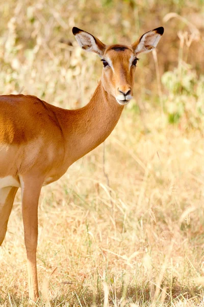 Weibchen impala, kenya — Stockfoto