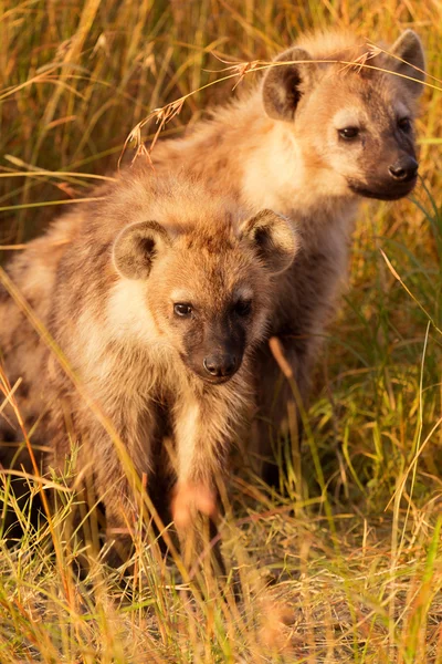 Hienas del bebé, Masai Mara —  Fotos de Stock