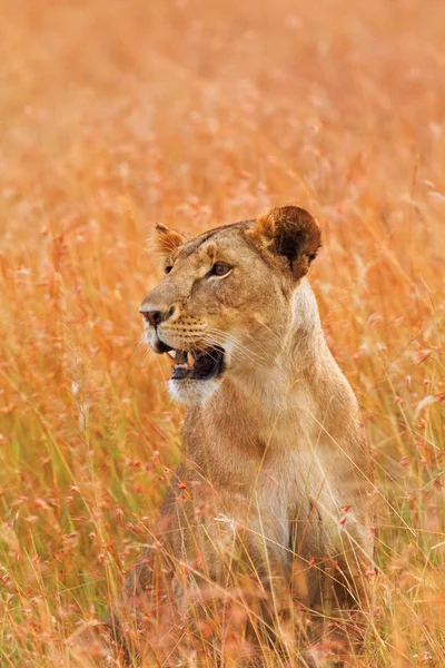 Leão fêmea em Masai Mara — Fotografia de Stock