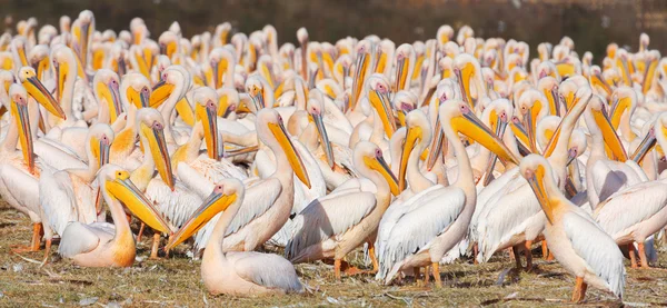 Pelikanen groep in Kenia — Stockfoto