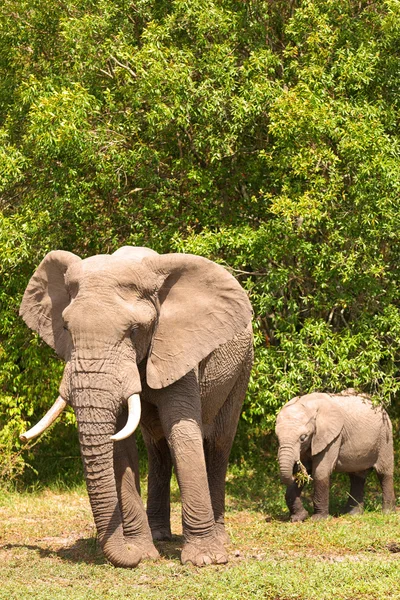 Elefantes em Masai mara — Fotografia de Stock