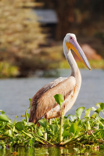 Pelikan, Lake Naivasha — Stockfoto