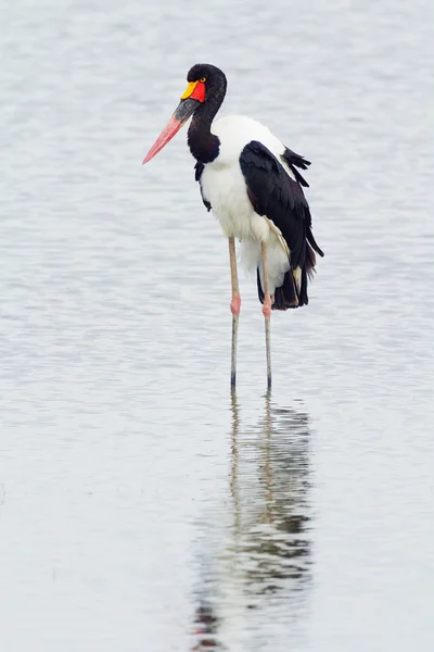 Saddle-billed stork, Kenya — Stock Photo, Image