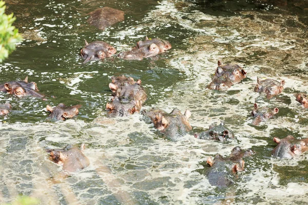 Grupo de Hipopótamos, Masai Mara — Foto de Stock