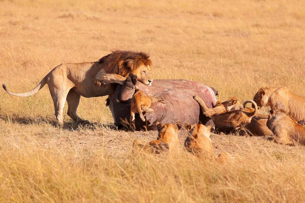 Pride of lions eating pray — Stock Photo, Image