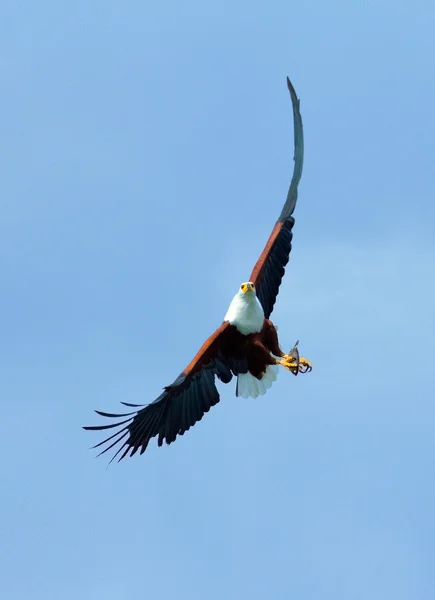 Aigle à poisson dans le lac Naivasha — Photo