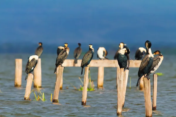 Aalscholvers, Naivasha Lake — Stockfoto