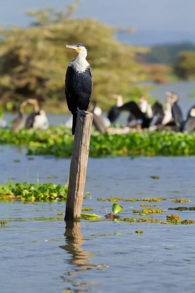 Aalscholvers, Naivasha Lake — Stockfoto