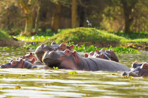 Hippopotamus group, Lake Naivasha — Stock Photo, Image