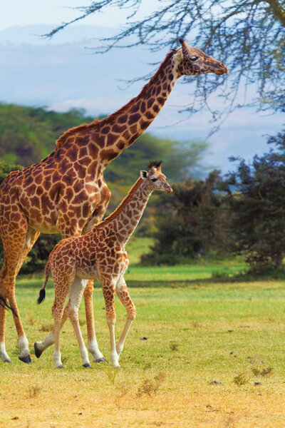 Young and adult Giraffes