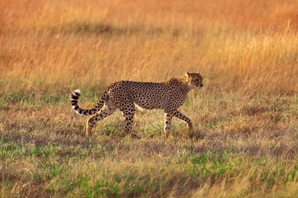 Guepardo macho en Masai Mara — Foto de Stock