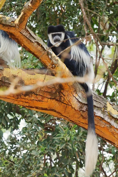 Colobus monkey, Nakuru Lake — Stock Photo, Image