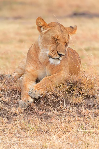 Masai Mara 'da dişi aslan. — Stok fotoğraf