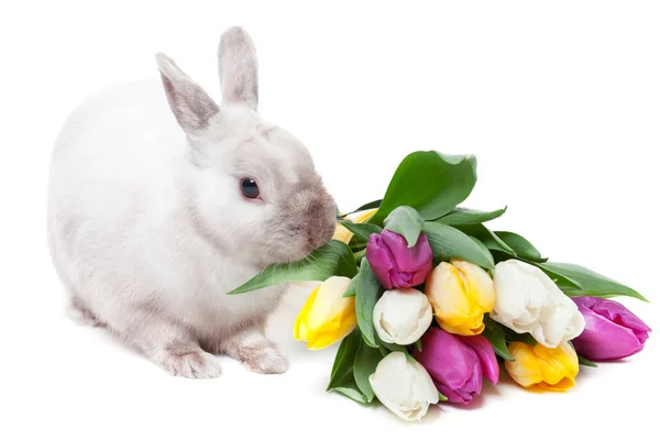 튤립 화이트 토끼 — 스톡 사진