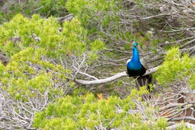 Dubrovnik yakınındaki Lokrum, peacock