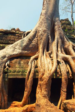 ta prohm, angkor wat, Kamboçya Harabeleri