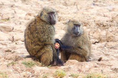 Anne ve bebek Babunlar